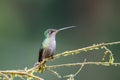 Hummingbird in Costa Rica Royalty Free Stock Photo