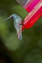 Hummingbird Costa Rica Monteverde Cloud Forest