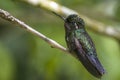 Hummingbird. Curi Cancha, Costa Rica