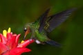 Hummingbird in dark green forest, hummingbird Green-crowned Brilliant, Heliodoxa jacula, green bird from Costa Rica flying next to Royalty Free Stock Photo