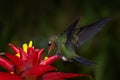 Hummingbird in the dark tropic forest. Green-crowned Brilliant, Heliodoxa jacula, beautiful red flower. Bird sucking nectar.