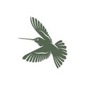 Hummingbird design vector illustration, Creative Hummingbird logo template, icon symbol Royalty Free Stock Photo