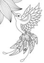 Hummingbird doodle coloring book page. Black and white vector zentangle illustration.