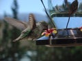 Hummingbird Drinking