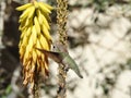 Hummingbird Drinking from Aloe Vera Flowers