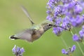 Hummingbird drinking lavendar nectar.