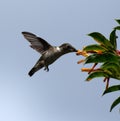 Hummingbird Drinking Nectar from Firebush Flower Royalty Free Stock Photo