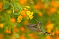 Hummingbird drinking nectar from pink flower. Feeding scene with Speckled Hummingbird. Bird from Colombia tropical forest. Exotic