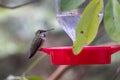 A hummingbird is drinking from a red bird feeder Royalty Free Stock Photo