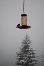 Hummingbird drinking sugar water in snow