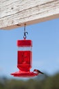Hummingbird eating Royalty Free Stock Photo