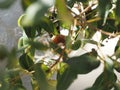 Hummingbird Egg in a Nest. Royalty Free Stock Photo