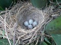 Hummingbird eggs in a nest Royalty Free Stock Photo