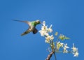 Hummingbird in an elegant pose feeding on white flowers in the blue sky