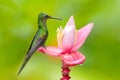 Hummingbird Empress Brilliant, Heliodoxa imperatrix, sitting on beautiful pink flower, Tatama, Colombia. Wildlife scene from trop Royalty Free Stock Photo