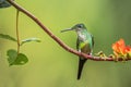 Hummingbird Empress brilliant sitting on branch. Hummingbird from Colombia Nationl Park Montezuma