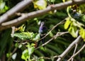 Hummingbird Eupetomena macroura in mulberry Royalty Free Stock Photo