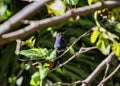 Hummingbird Eupetomena macroura in mulberry Royalty Free Stock Photo
