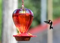 Hummingbird eying a feerer