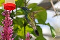 Hummingbird at feeder Royalty Free Stock Photo