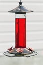 Hummingbird feeder