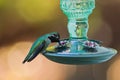 Hummingbird and feeder. Royalty Free Stock Photo