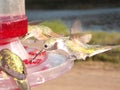 Hummingbird at Feeder Colorado Rockies Close up