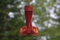 Hummingbird Feeder Filled with Red Sugar Water