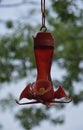 Hummingbird Feeder Filled with Red Sugar Water