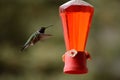 Hummingbird and Feeder Royalty Free Stock Photo