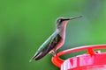 Hummingbird at the feeder