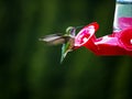 Hummingbird feeder in Grand Tetons National Park Wyoming USA Royalty Free Stock Photo