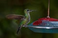 Hummingbird with feeder. Heliconia red flower with green hummingbird, La Paz Waterfall Garden, Volcan Poas NP in Costa Rica.