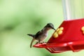 Hummingbird on feeder Royalty Free Stock Photo