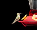 Hummingbird at Feeder Isolated on Black Royalty Free Stock Photo