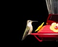 Hummingbird at Feeder Isolated on Black Royalty Free Stock Photo