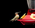 Hummingbird at Feeder Isolated on Black Royalty Free Stock Photo