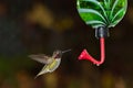 Hummingbird and feeder.