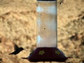 Hummingbird at feeder Royalty Free Stock Photo