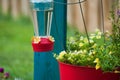 Hummingbird feeder on tomato cage Royalty Free Stock Photo