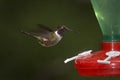 Hummingbird with feeder, water with shuger, bird from Costa Rica. Magenta-throated Woodstar, Calliphlox bryantae, in the tropic Royalty Free Stock Photo