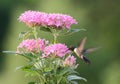 Hummingbird feeding