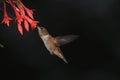 Hummingbird feeding Royalty Free Stock Photo