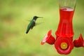 Hummingbird Feeding Royalty Free Stock Photo