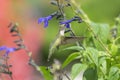 Hummingbird Feeding on Black and Blue Sage Royalty Free Stock Photo