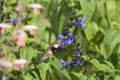 Hummingbird Feeding on Black and Blue Salvia. Royalty Free Stock Photo