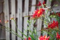 Hummingbird Feeding from Coppertips