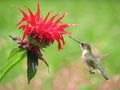Hummingbird Feeding Royalty Free Stock Photo