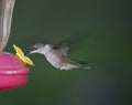 Hummingbird In Flight Royalty Free Stock Photo