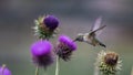 Hummingbird feeding on Flower